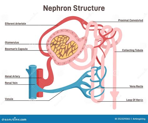 Nephron Structure. Urine Formation Organ, Functional Unit of the Kidney ...