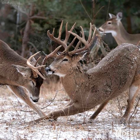 Reproduction Of Deer