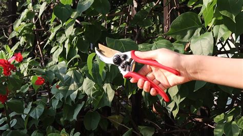 Sunshine Pruner Garden Scissors Fruit Pruning Shears Bypass Anvil ...