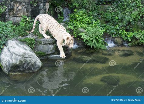 Bengal White Tiger stock image. Image of water, white - 27918435