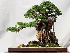 Beautiful Bonsai Trees by The Most Beautiful And Unique Bonsai Trees In The World Beautiful Bonsai Trees