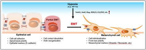 JCM | February 2016 - Browse Articles