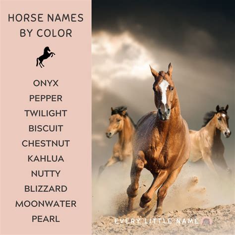 350+ Best Horse Names - Every Little Name