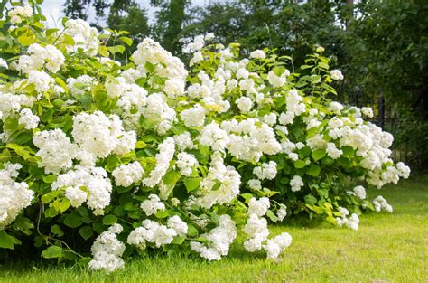 When Do Hydrangeas Bloom? Discover Peak Season by Zone - A-Z Animals