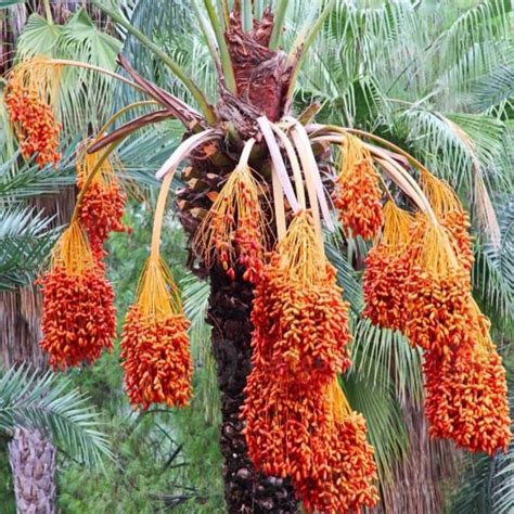 Sambriddhi Nursery Phoenix Dactylifera Arab Khajoor Premium Barhee Date ...