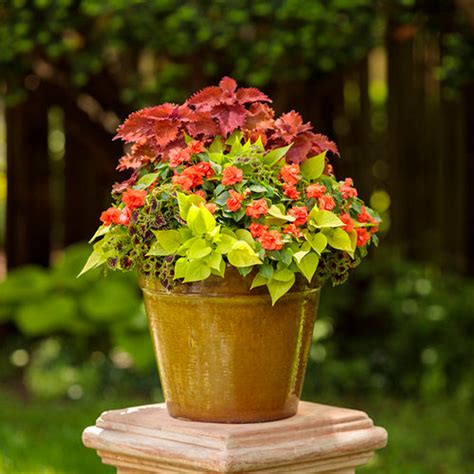 Rockapulco® Tropical Shades Double Impatiens | Plant Addicts