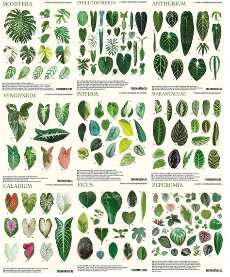 Guide To House Plants at Rachel Vance blog