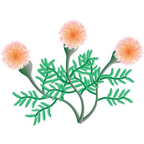 Pink Orange Marigold Flower, Marigold, Pink, Flower PNG and Vector with ...