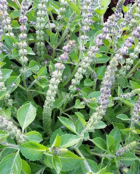 Kapoor Tulsi Plant, Kedarnath Tulsi, कपूर तुलसी का पौधा, Ocimum Sanctum ...