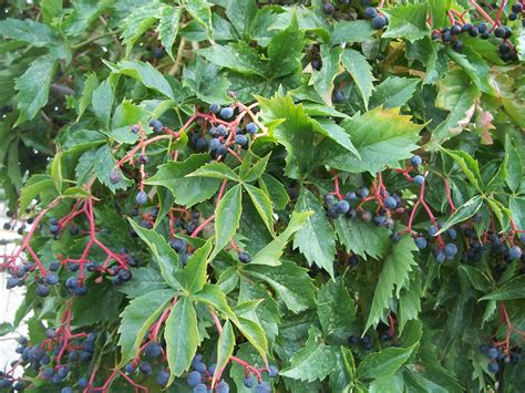 What Is Creepers Plants at Ruby Dougharty blog