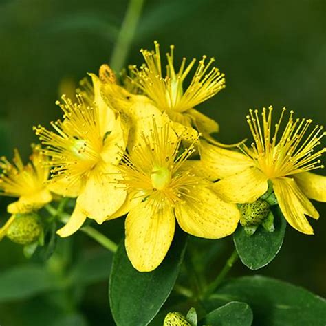 Buy Pure Organic St Johns Wort Oil Online in India at Best Wholesale ...