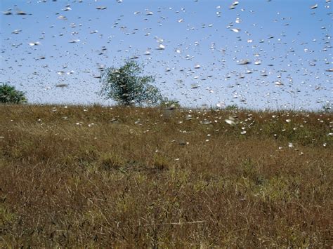 Interesting Facts About The Temperate Grassland Usa Today