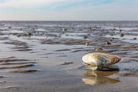 Discover 5 Types of Sea Animals With Shells (and Why They Have Them ...