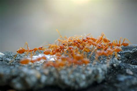 Page 10 | Images de Fourmis a sucre – Téléchargement gratuit sur Freepik