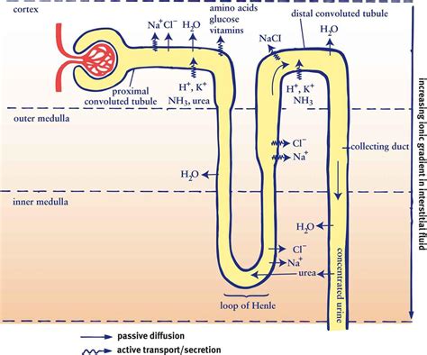 Figure 10.5. Reabsorption and Secretion in the Nephron