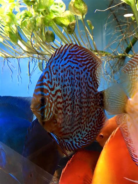 Image result for Red Leopard Discus