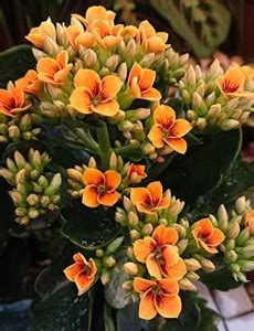 Kapebonavista Kalanchoe Blossfeldiana Orange live Plant Seed Price in ...