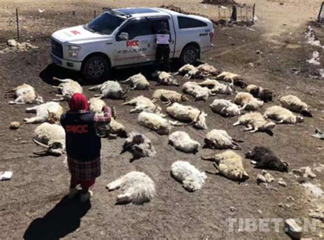 西藏普兰的幸福生活：雪豹“屠戮”羊群之后_涉藏新闻_康巴卫视网_涉藏新视界