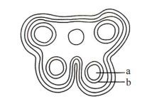 In the T.S. of a mature anther given below, identify ‘a’ and ‘b’ and ...