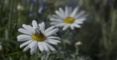 Remember That Black Mirror Episode On Killer Drone Bees? Yeah, Those ...