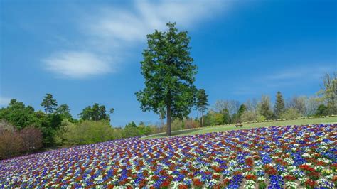 Comic Kingdom Tottori 3 Day Pass - Klook India