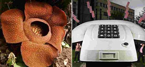 17 Of The World's Largest Things That Will Take You By Surprise