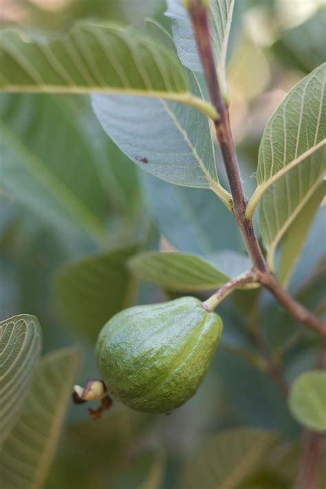 Image result for Dwarf Guava Tree