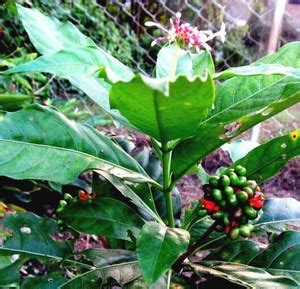 Indiana Herbalife Indian Snakeroot Plant Price in India - Buy Indiana ...