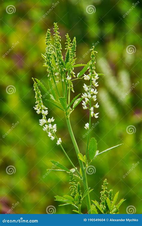 Melilotus Albus, Also Known As Honey Clover, Bokhara Clover (Australia), Sweet Clover, Or White ...