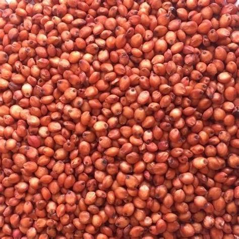 Creative Farmer Sudan Grass Sorghum Grass (Sss) Sweet Seeds For Sowing ...