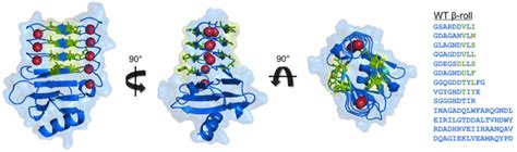 Block V RTX Domain of Adenylate Cyclase from Bordetella pertussis: A ...