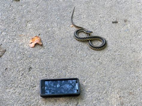 Snake and I-phone image - Free stock photo - Public Domain photo - CC0 ...