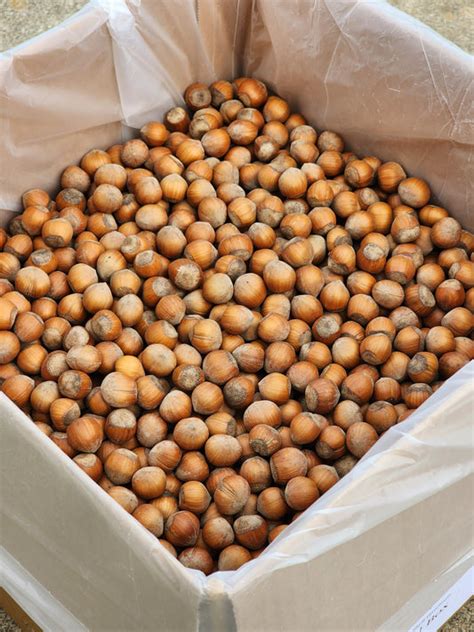 Image result for Roasting Hazelnuts in Shell