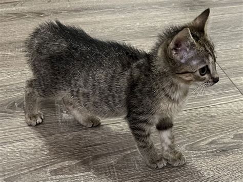 Cats for Adoption in Warren County, New Jersey | Alpha Paw