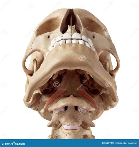 The Rectus Capitis Anterior Stock Illustration - Illustration of ...