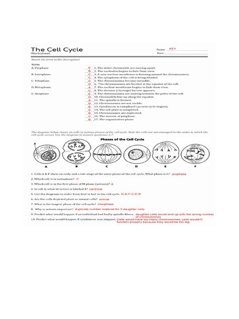 Image result for Cell Cycle Worksheet Answer Key