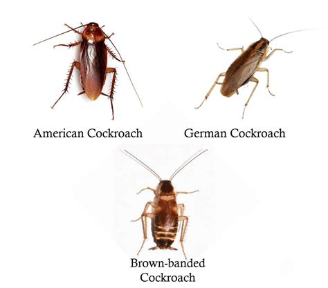 Brown Banded Cockroach Complete Guide - Verminator