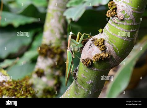Praying Mantis Hunting 的图像结果
