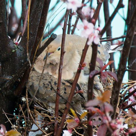 dove nesting in my tree | Dove nest, Bird nest, Nest