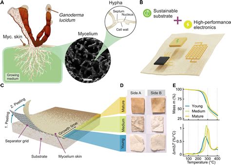 MycelioTronics: Fungal mycelium skin for sustainable electronics ...