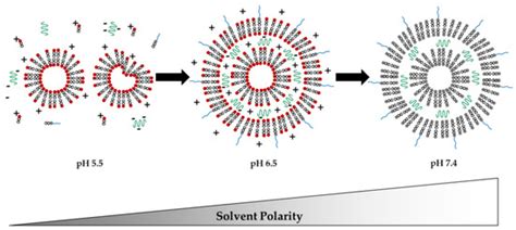 Formulation of Nucleic Acids by Encapsulation in Lipid Nanoparticles ...