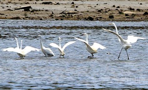 阳光明媚的午后，白海鸥的鸟飞过河面 库存图片. 图片 包括有 敌意, 晴朗, 通知, 鸟舍, 双翼飞机 - 177435511
