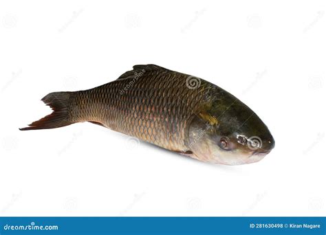 Popular Rohu or Labeo Rohita Fish of Indian Subcontinent Over White ...