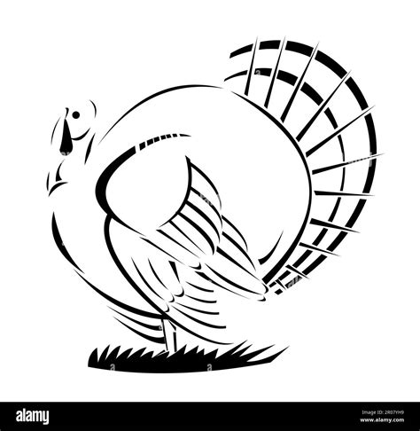 Black And White Turkey Images Black Turkeys