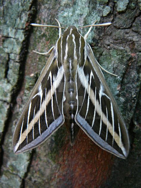 White-Lined Sphinx Moth [2 of 4] by Archarugen on DeviantArt