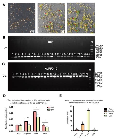 The Peroxidase12 Gene Regulates Morphogenesis of the Daughter Root of ...