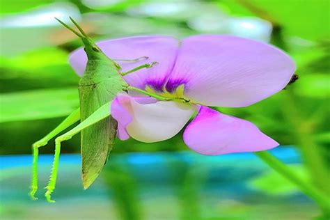 Biggest Grasshopper 的图像结果