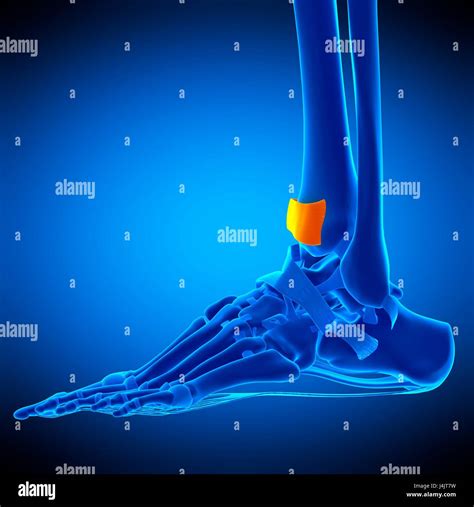 Image result for Extensor Retinaculum