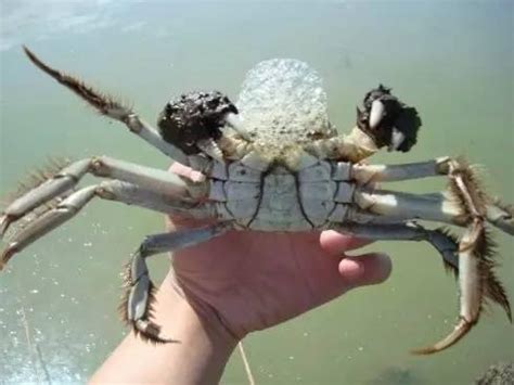 為什麼螃蟹會吐泡泡 - 每日頭條