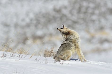Nature curiosity: Why do coyotes howl? | Forest Preserve District of ...